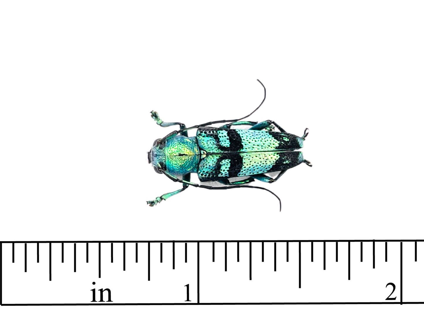 Longhorn Beetle Glenea celestis Real Insect Taxidermy