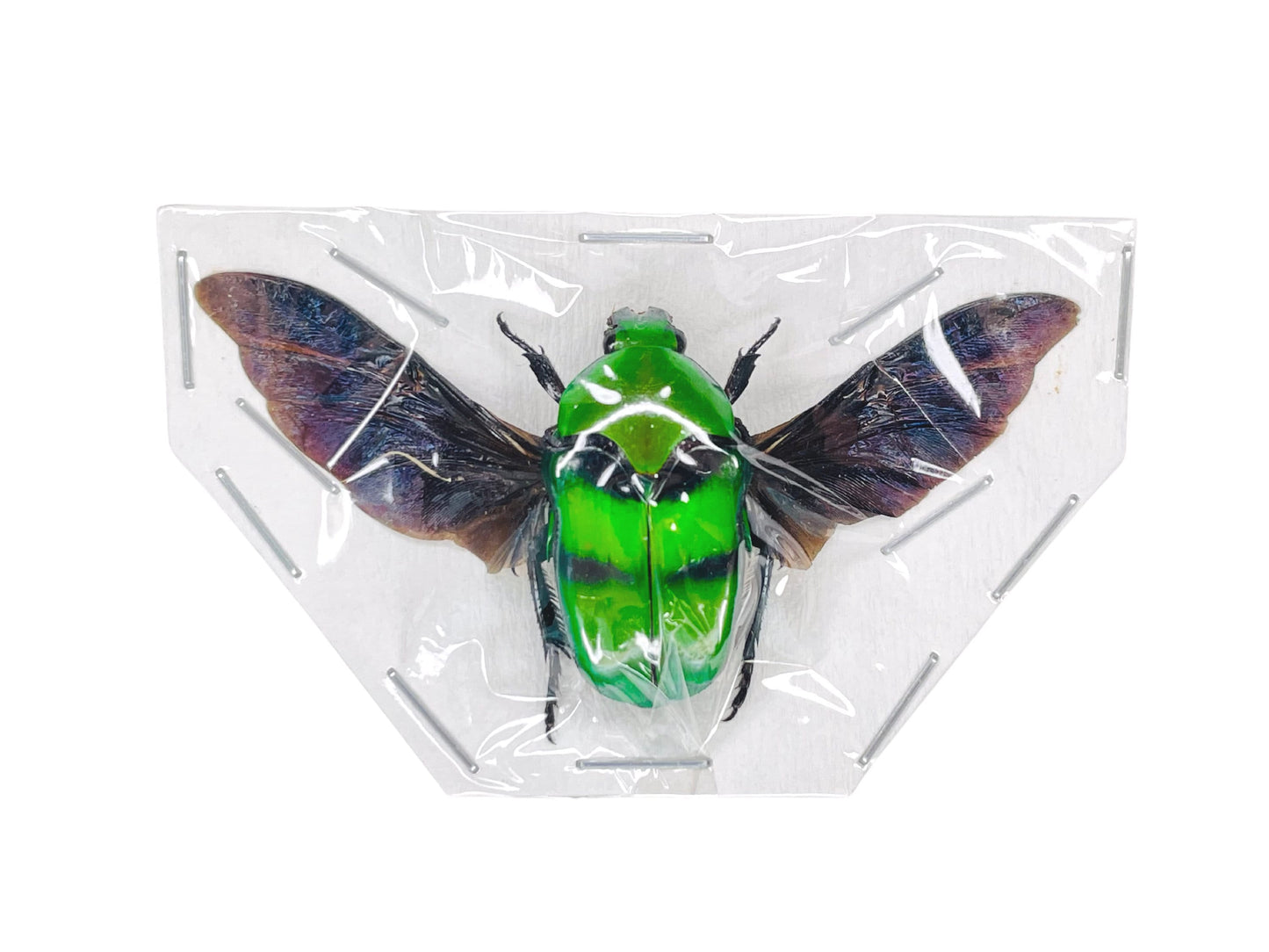 Scarab Beetle Ischiopsopha bifasciata Spread Real Insect Taxidermy