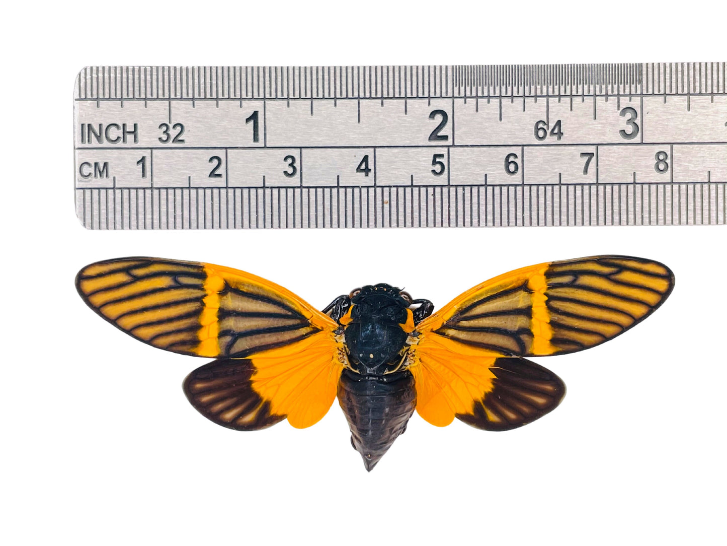 Butterfly Cicada Becquartina electa Spread Real Insect Taxidermy