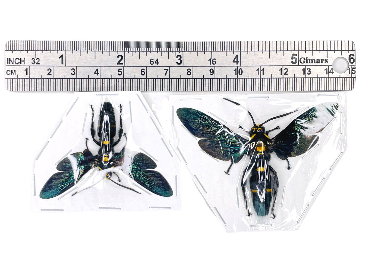 Giant Scoliid Wasp Megascolia procer Male Spread Real Insect Taxidermy