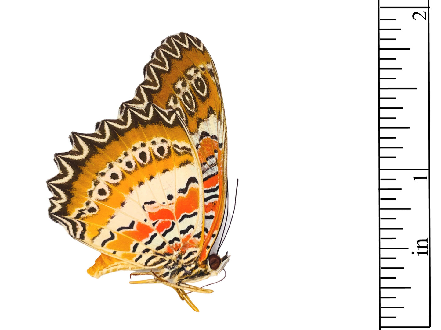 Red Lacewing Butterfly Cethosia biblis insularis Folded Real Insect Taxidermy