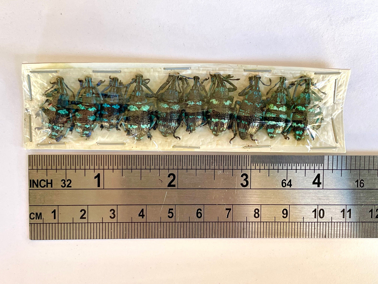 Weevil Beetle Eupholus linnei Unmounted 10 Pack Real Insect Taxidermy