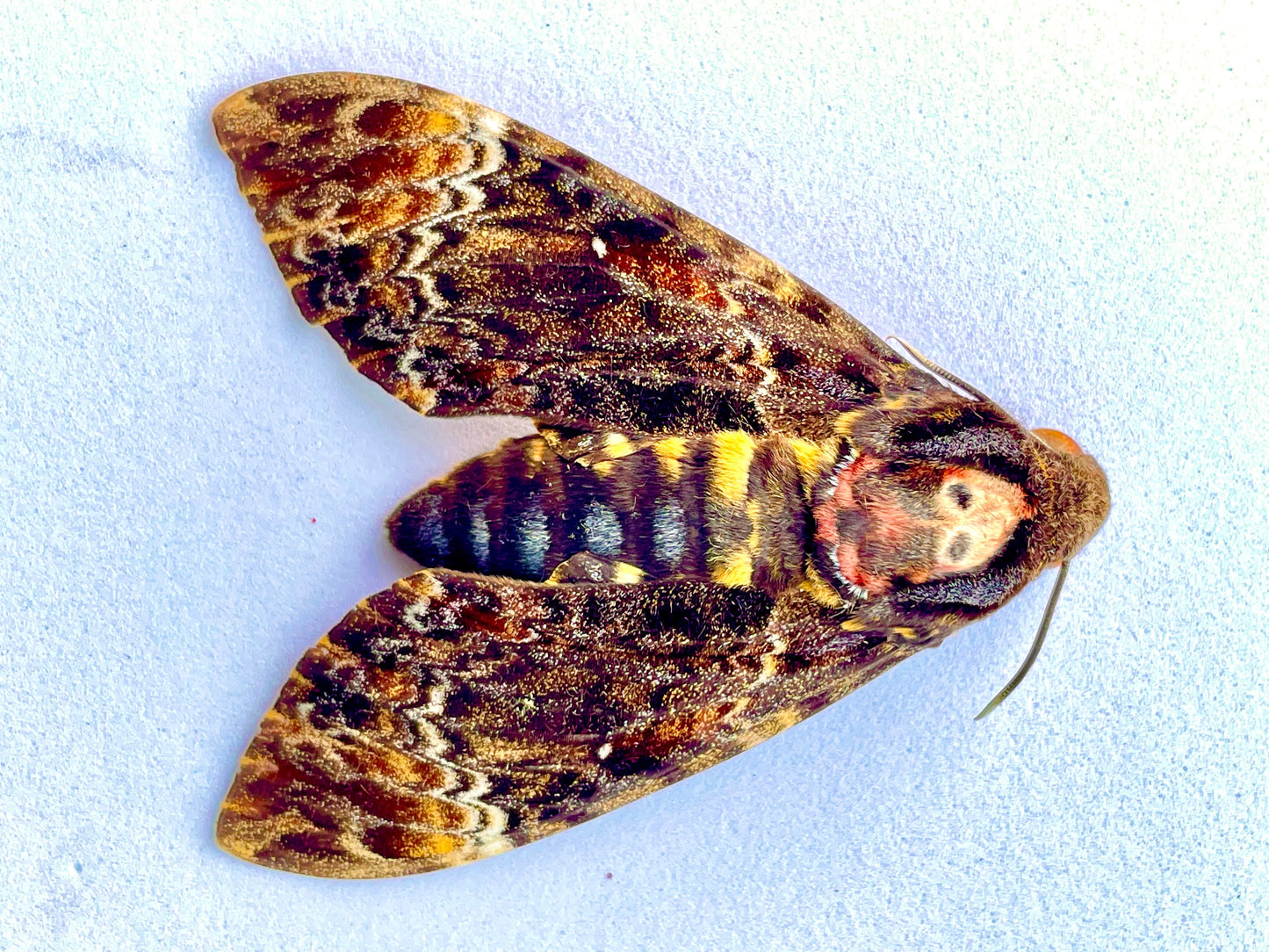 Greater Death's Head Hawkmoth or Death Head Moth Acherontia lachesis Unmounted Real Insect Taxidermy A1/A- Condition Silence of the Lambs