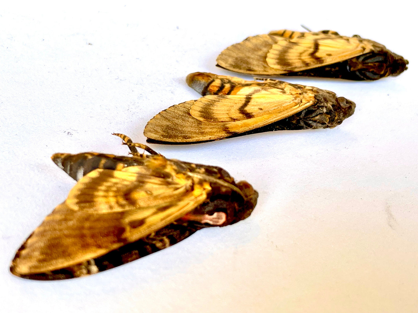 Greater Death's Head Hawkmoth or Death Head Moth Acherontia lachesis Unmounted Real Insect Taxidermy A1/A- Condition Silence of the Lambs