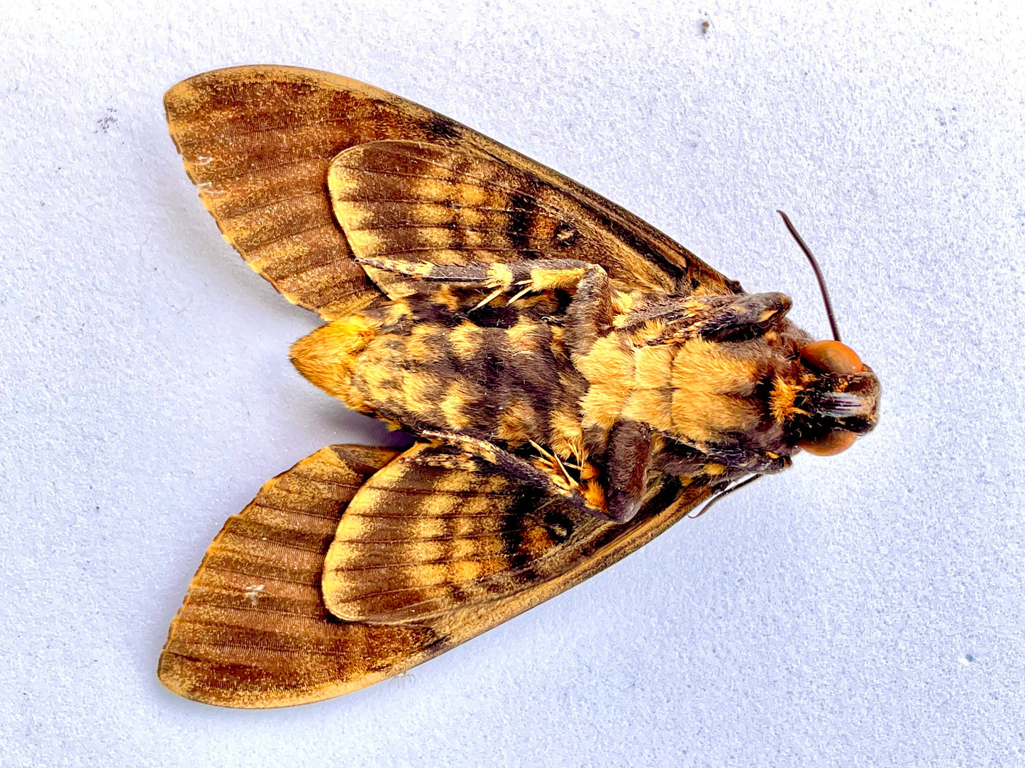 Greater Death's Head Hawkmoth or Death Head Moth Acherontia lachesis Unmounted Real Insect Taxidermy A1/A- Condition Silence of the Lambs