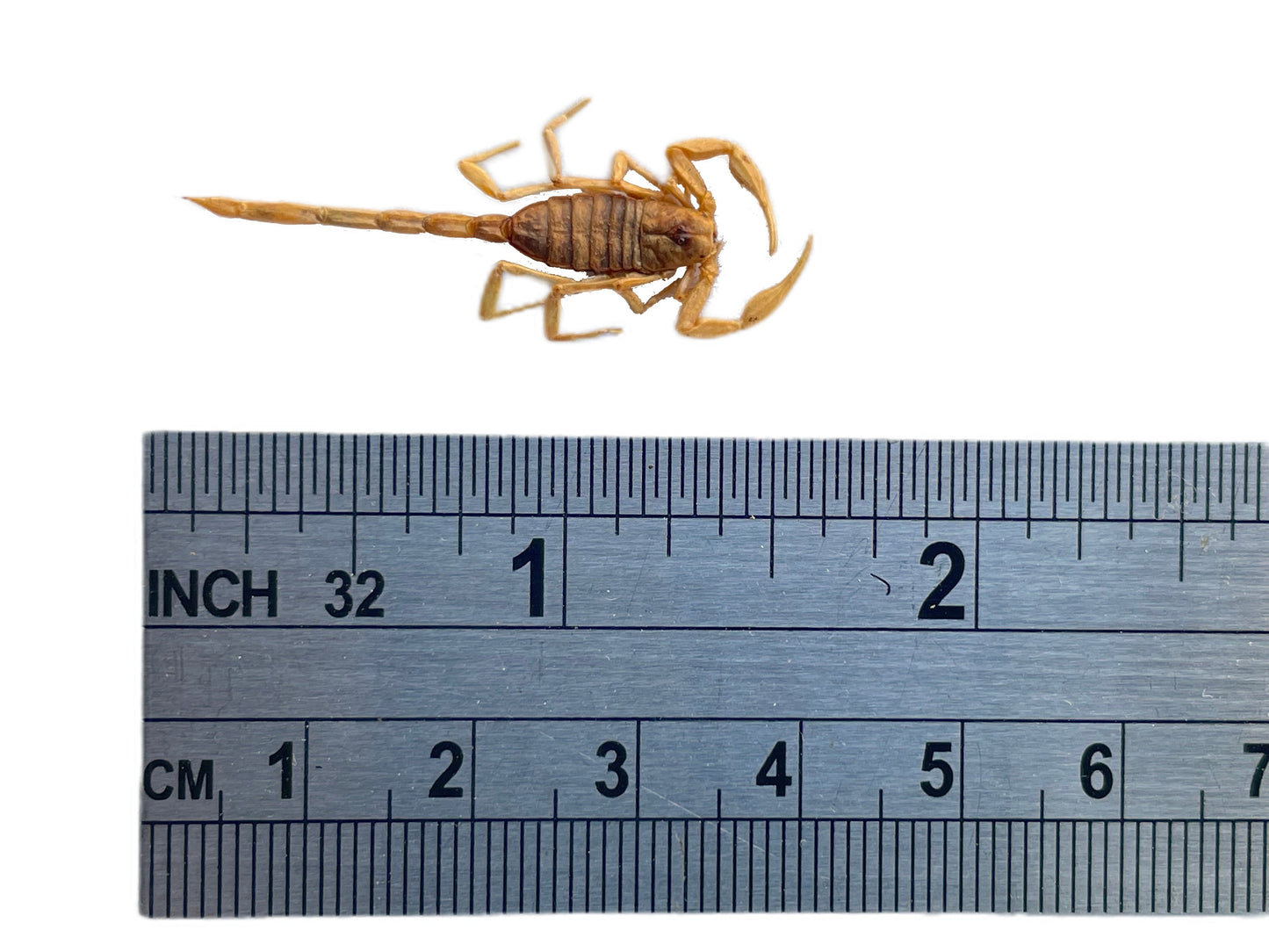 Baby Scorpion Real Preserved Taxidermy Specimen