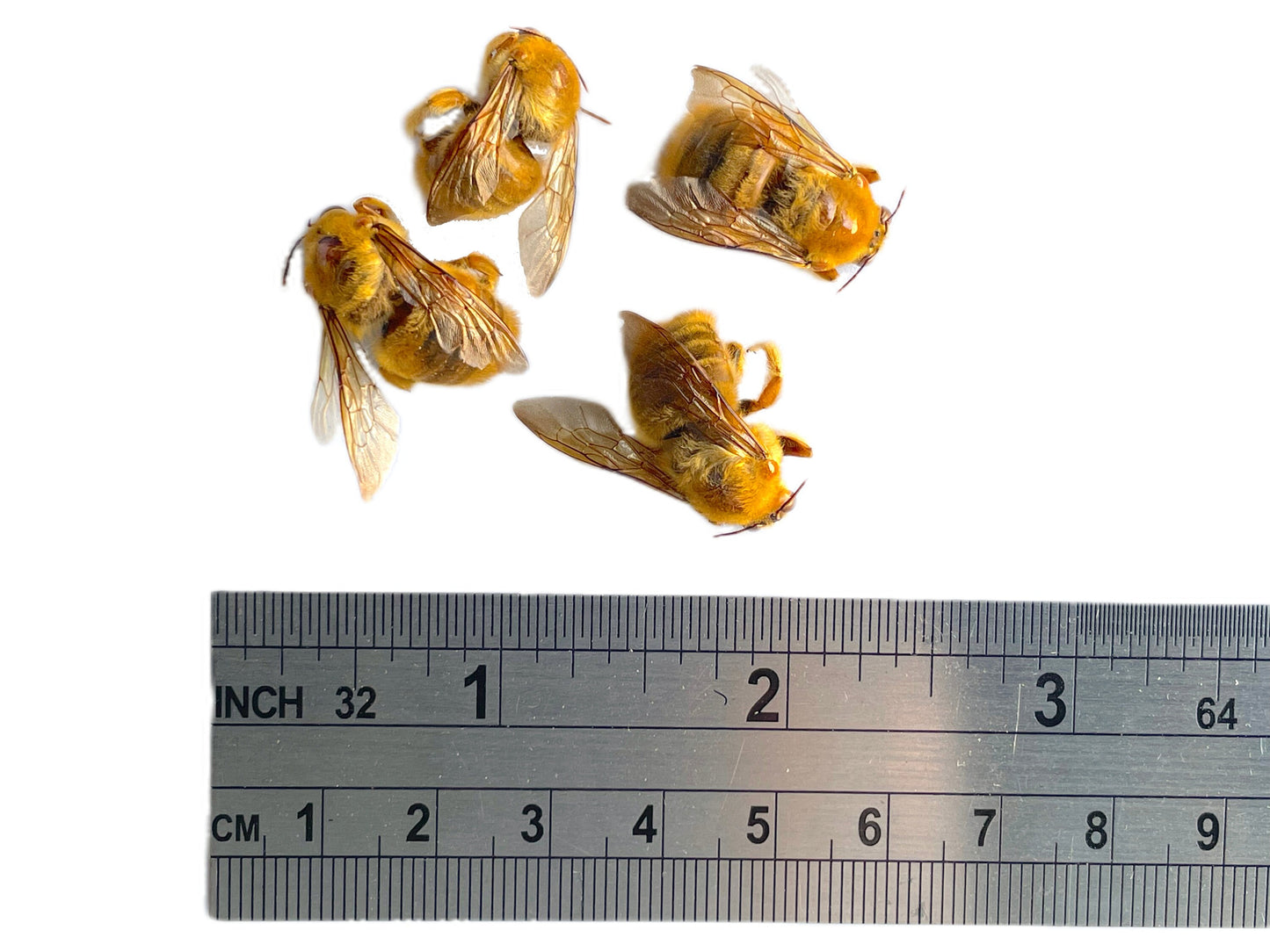 Valley Carpenter Bee Xylocopa varipuncta Male Spread Real Insect Taxidermy