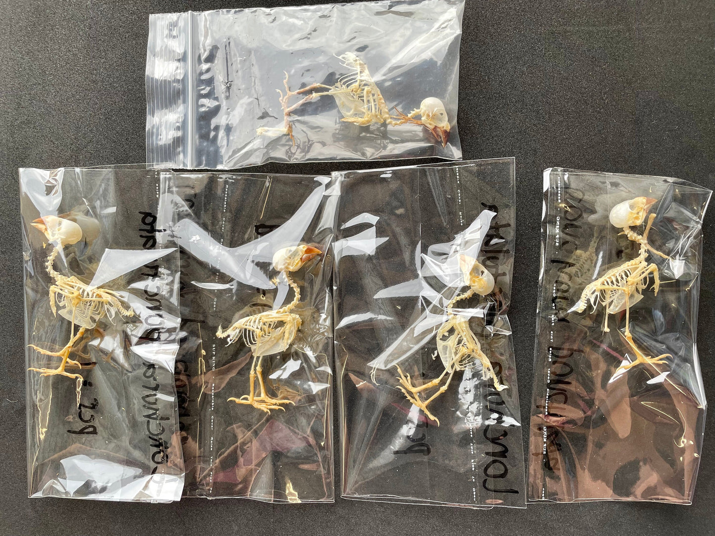 Spice Finch or Spotted Munia Bird Lonchura punctulata Skeleton Real Preserved Taxidermy Bones Skull * A2 Condition *