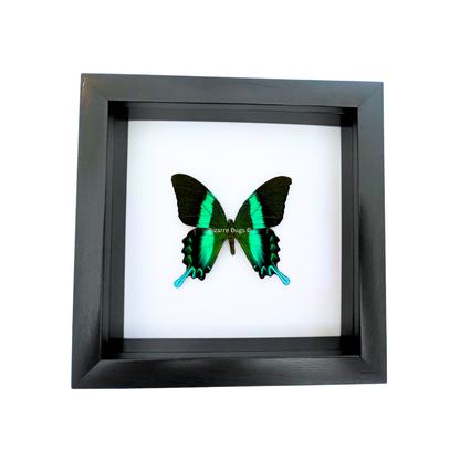 Peacock or Green Swallowtail Butterfly Papilio blumei fruhstorferi Framed Spread Mounted Real Insect Taxidermy