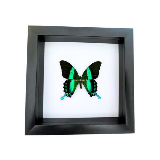 Peacock or Green Swallowtail Butterfly Papilio blumei fruhstorferi Framed Spread Mounted Real Insect Taxidermy