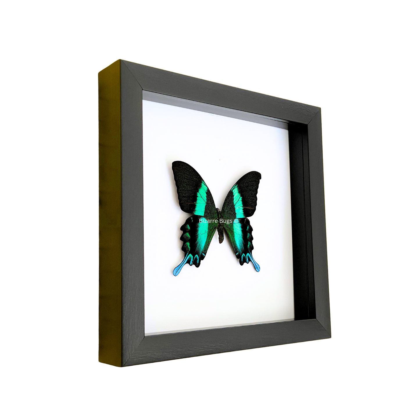 Peacock or Green Swallowtail Butterfly Papilio blumei fruhstorferi Framed Spread Mounted Real Insect Taxidermy