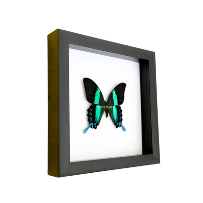 Peacock or Green Swallowtail Butterfly Papilio blumei fruhstorferi Framed Spread Mounted Real Insect Taxidermy