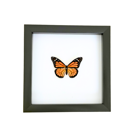 Monarch Butterfly Danaus plexippus Framed Spread Mounted Real Insect Taxidermy