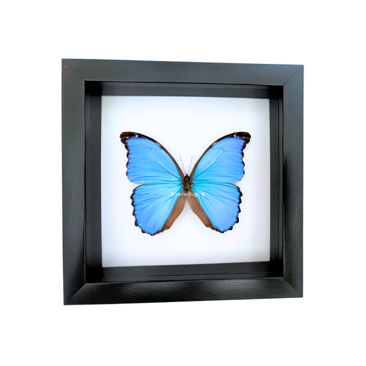 Giant Blue Morpho Butterfly Morpho didius Framed Spread Mounted Real Insect Taxidermy