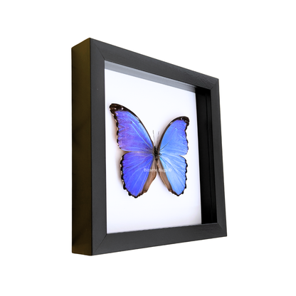 Giant Blue Morpho Butterfly Morpho didius Framed Spread Mounted Real Insect Taxidermy