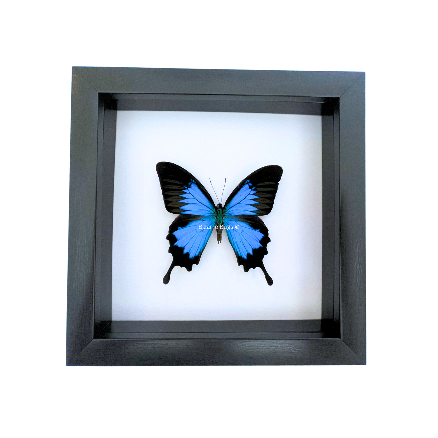 Blue Emperor Swallowtail Butterfly Papilio ulysses ulysses Framed Spread Mounted Real Insect Taxidermy