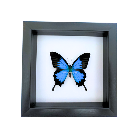 Blue Emperor Swallowtail Butterfly Papilio ulysses ulysses Framed Spread Mounted Real Insect Taxidermy