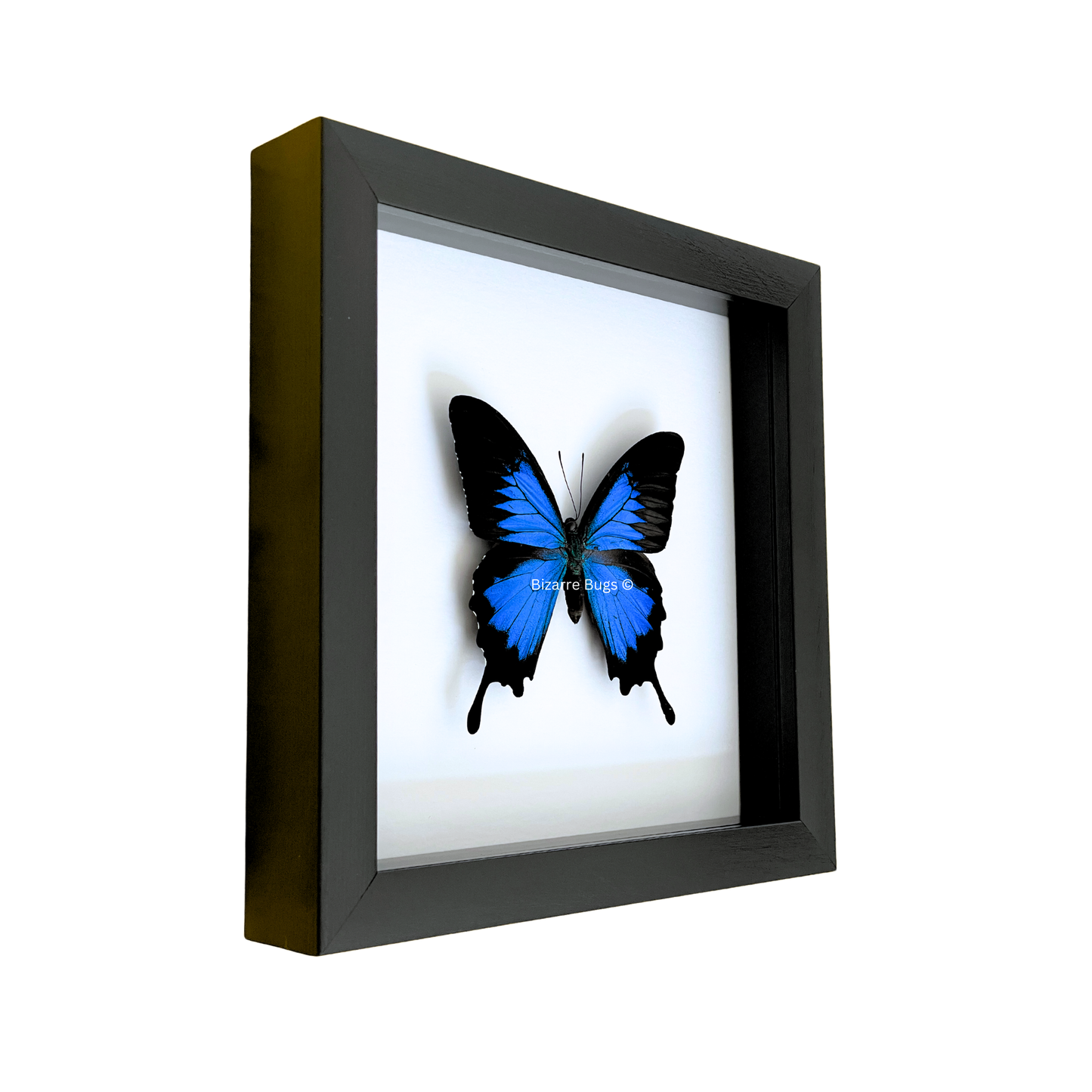 Blue Emperor Swallowtail Butterfly Papilio ulysses ulysses Framed Spread Mounted Real Insect Taxidermy