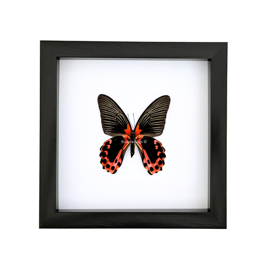 Scarlet Mormon or Red Mormon Swallowtail Butterfly Papilio rumanzovia Framed Spread Mounted Real Insect Taxidermy