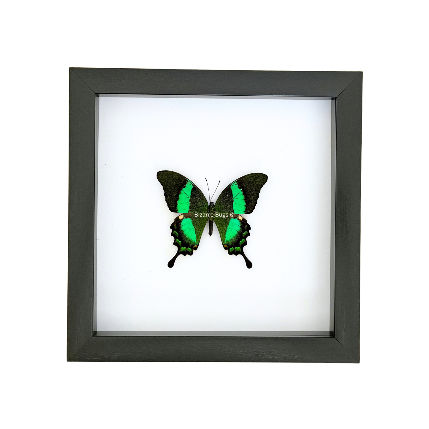 Emerald Swallowtail Butterfly Papilio palinurus daedalus Framed Spread Mounted Real Insect Taxidermy