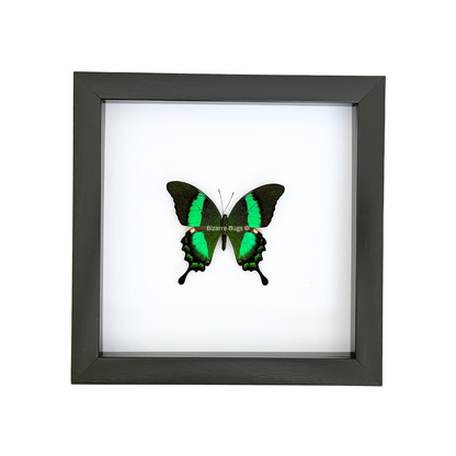 Emerald Swallowtail Butterfly Papilio palinurus daedalus Framed Spread Mounted Real Insect Taxidermy