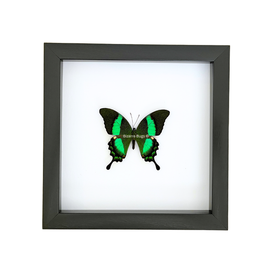 Emerald Swallowtail Butterfly Papilio palinurus daedalus Framed Spread Mounted Real Insect Taxidermy