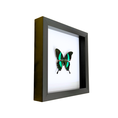 Emerald Swallowtail Butterfly Papilio palinurus daedalus Framed Spread Mounted Real Insect Taxidermy