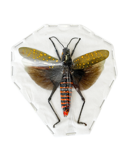 Northern Spotted Grasshopper Aularches punctatus Spread Female Real Insect Taxidermy