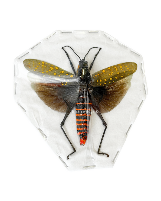 Northern Spotted Grasshopper Aularches punctatus Spread Female Real Insect Taxidermy