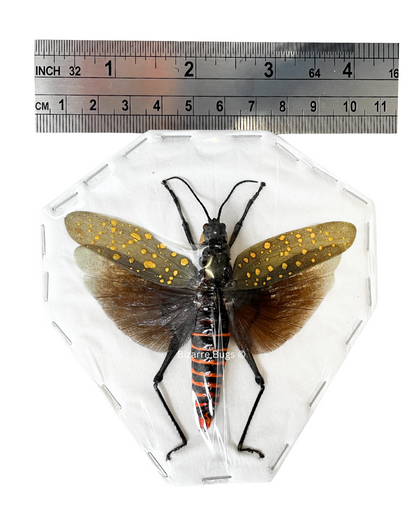 Northern Spotted Grasshopper Aularches punctatus Spread Female Real Insect Taxidermy