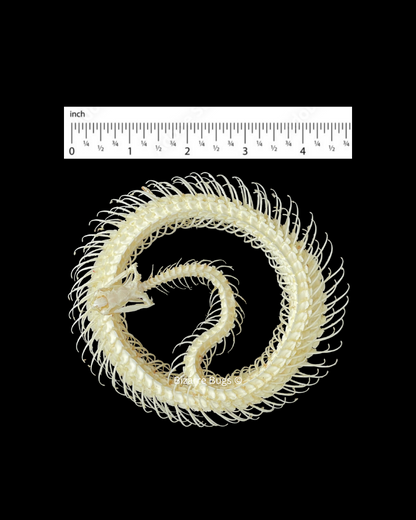 Malayan Krait or Blue Krait Venomous Snake Bungarus candidus Skeleton Coiled Real Preserved Taxidermy Bones