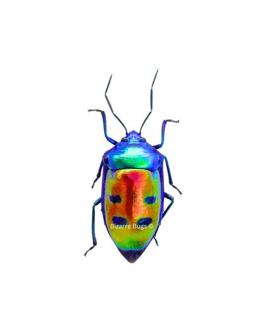 Mangrove Jewel Bug Calliphara caesar Real Insect Taxidermy
