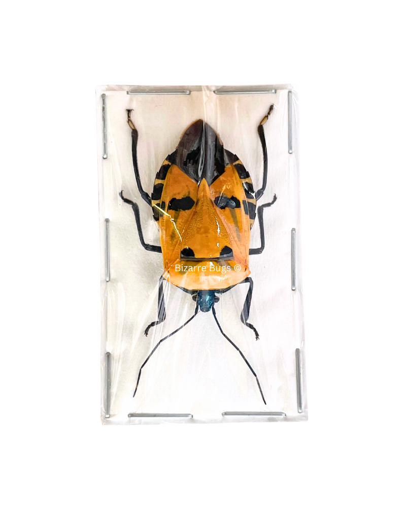 Man Faced Stink Bug Catacanthus incarnatus Real Insect Taxidermy