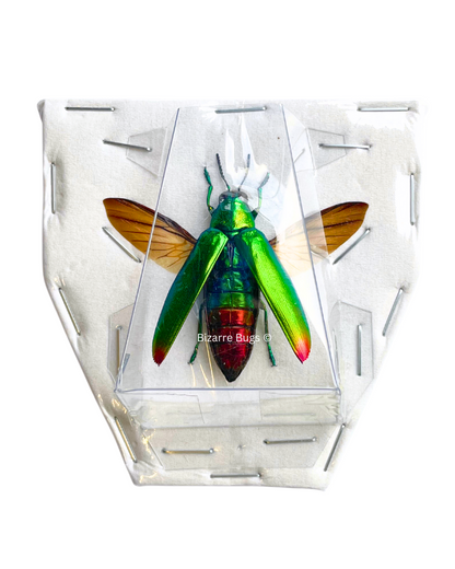 Jewel Beetle Chrysochroa fulminans Real Insect Taxidermy