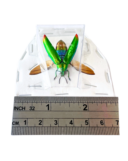 Jewel Beetle Chrysochroa fulminans Real Insect Taxidermy