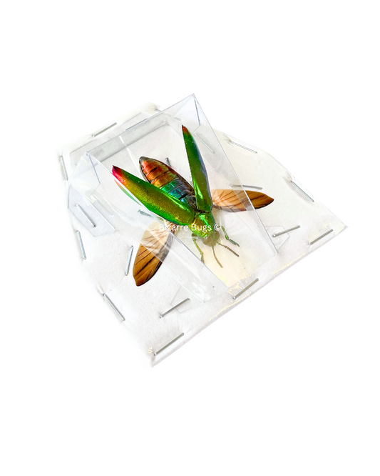 Jewel Beetle Chrysochroa fulminans Real Insect Taxidermy