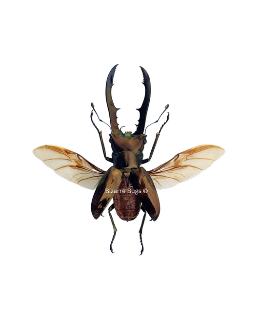 Longjaw Stag Beetle Cyclommatus metallifer finae Spread Male Real Insect Taxidermy