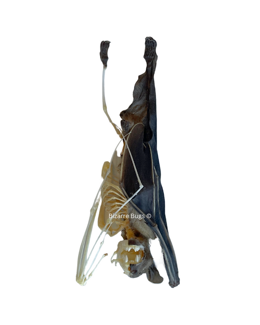 Lesser Short-Nosed Fruit Bat Cynopterus brachyotis Hanging Half Skeleton Real Preserved Taxidermy Specimen