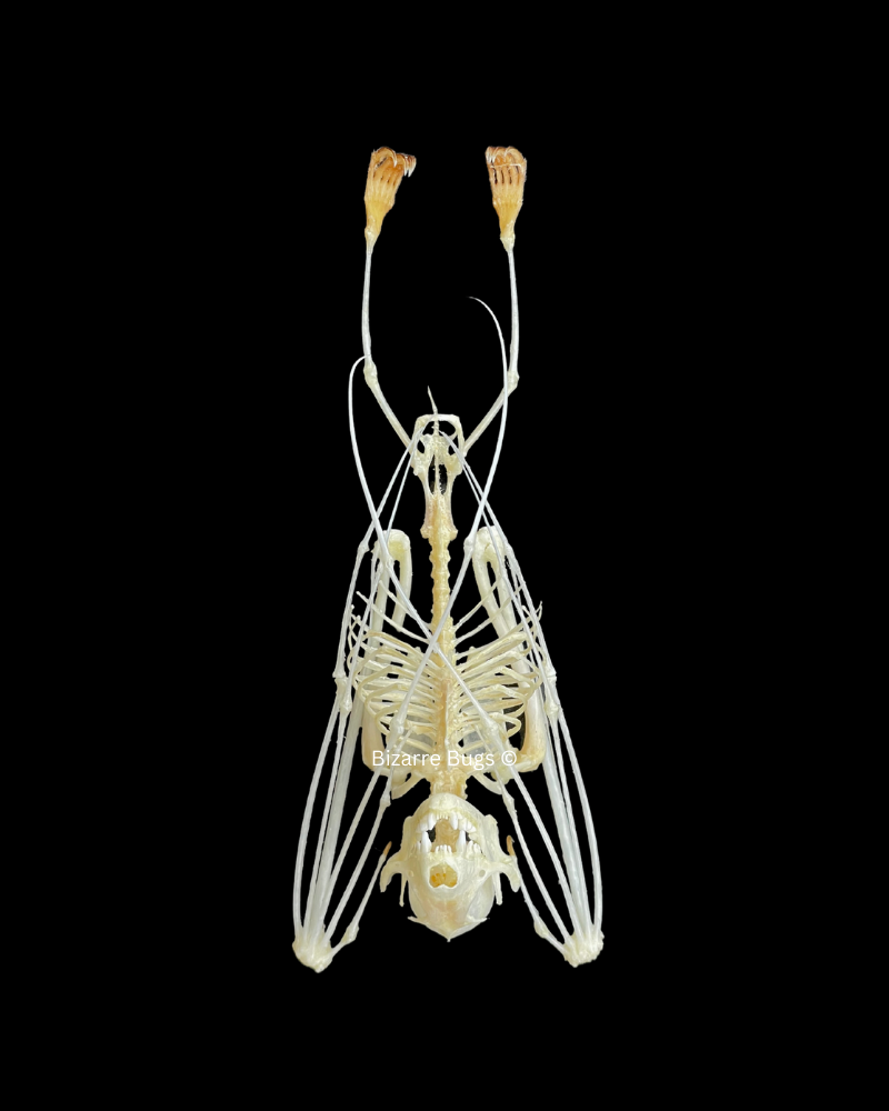 Lesser Short-Nosed Fruit Bat Cynopterus brachyotis Skeleton Hanging Real Preserved Taxidermy