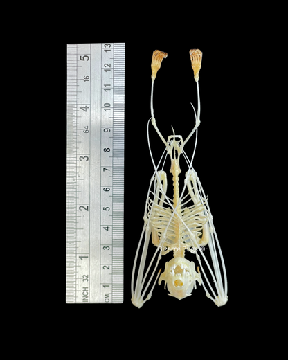 Lesser Short-Nosed Fruit Bat Cynopterus brachyotis Skeleton Hanging Real Preserved Taxidermy