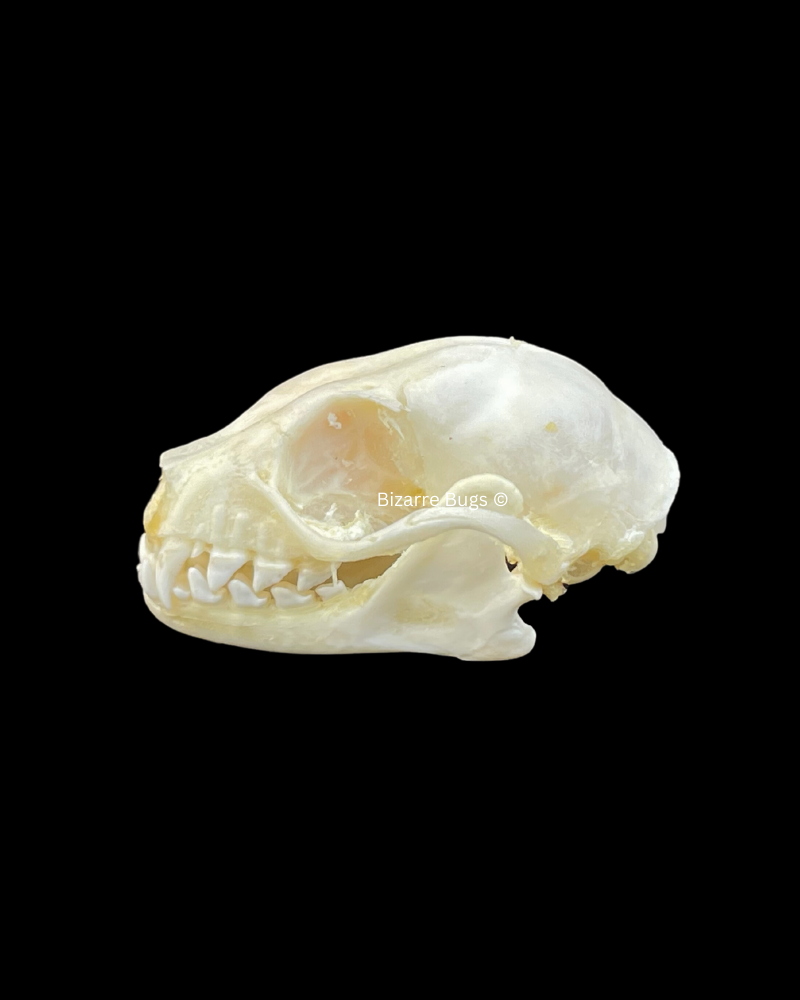 Lesser Short-Nosed Fruit Bat Cynopterus brachyotis Skull Real Preserved Taxidermy