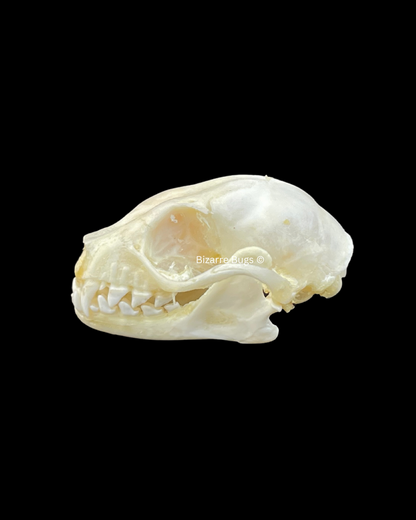Lesser Short-Nosed Fruit Bat Cynopterus brachyotis Skull Real Preserved Taxidermy