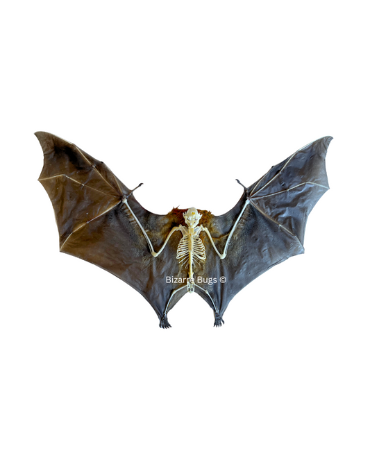 Lesser Short-Nosed Fruit Bat Cynopterus brachyotis Spread Winged Skeleton Real Preserved Taxidermy Specimen
