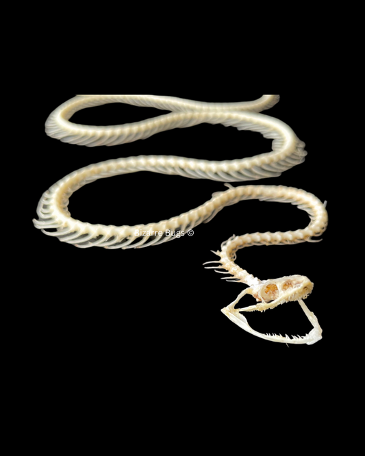 Painted Bronzeback Snake Dendrelaphis pictus Skeleton Curved Real Preserved Taxidermy Bones