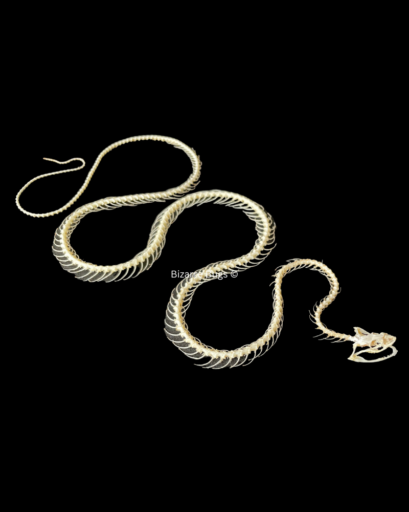 Painted Bronzeback Snake Dendrelaphis pictus Skeleton Curved Real Preserved Taxidermy Bones