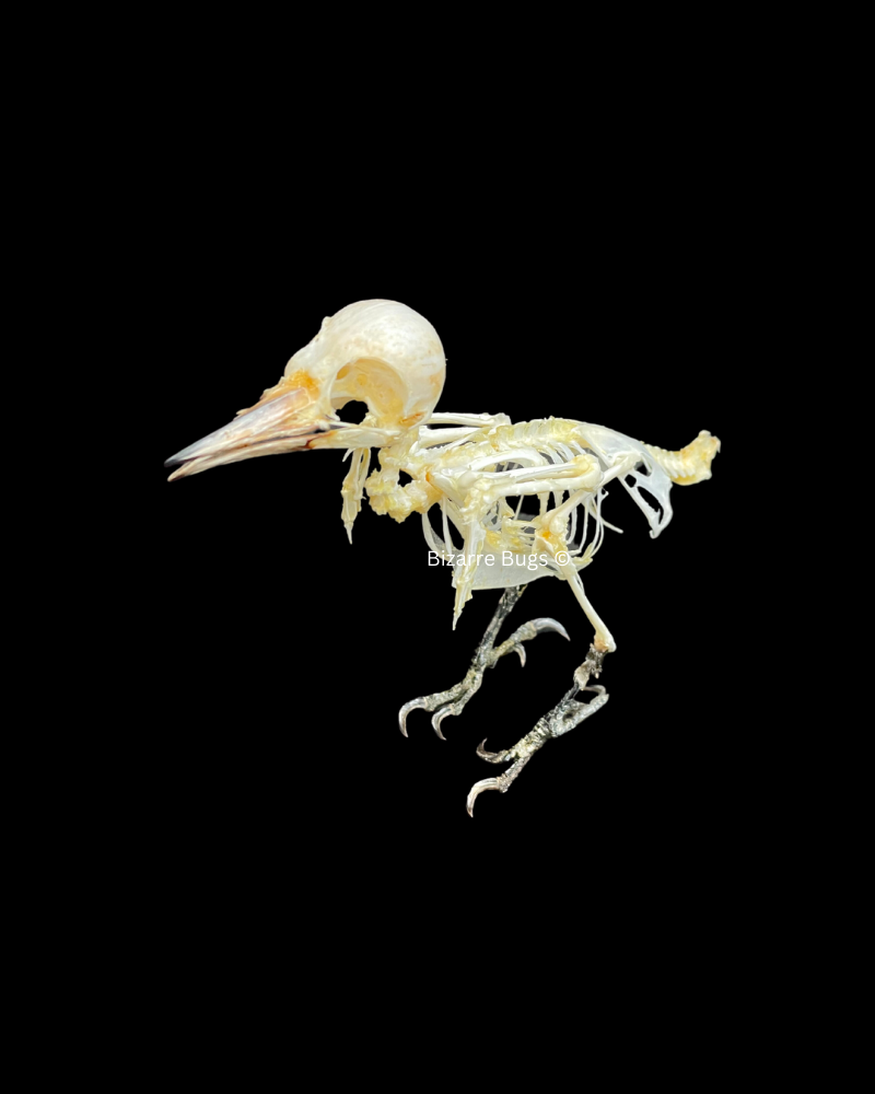 Freckle-Breasted Woodpecker Bird Dendrocopos macei analis Skeleton Real Preserved Taxidermy Bones Skull