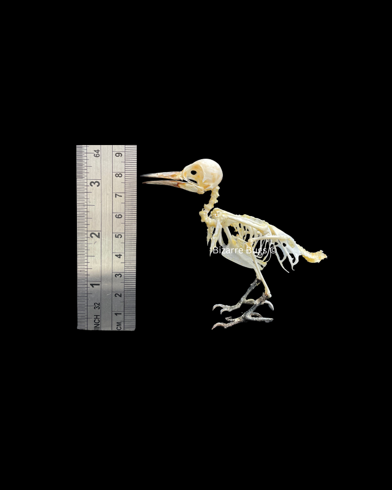 Freckle-Breasted Woodpecker Bird Dendrocopos macei analis Skeleton Real Preserved Taxidermy Bones Skull