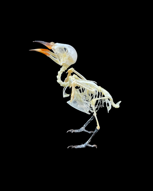 Scarlet-Headed Flowerpecker Dicaeum trochileum Bird Skeleton Real Preserved Taxidermy Bones Skull