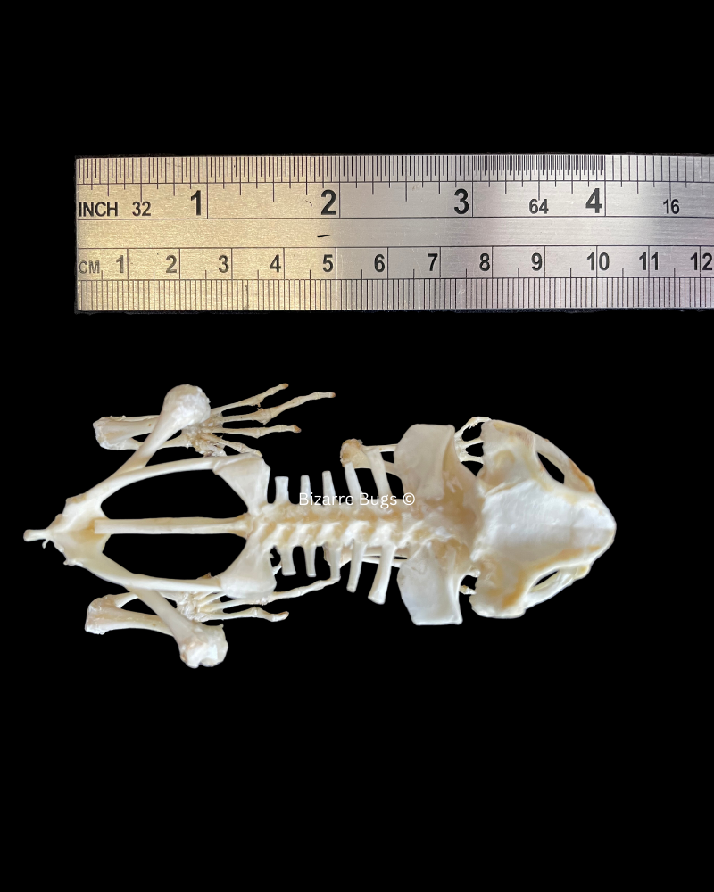 Asian Common Toad Duttaphrynus melanostictus Sitting Skeleton Real Preserved Taxidermy