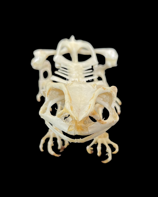 Asian Common Toad Duttaphrynus melanostictus Sitting Skeleton Real Preserved Taxidermy